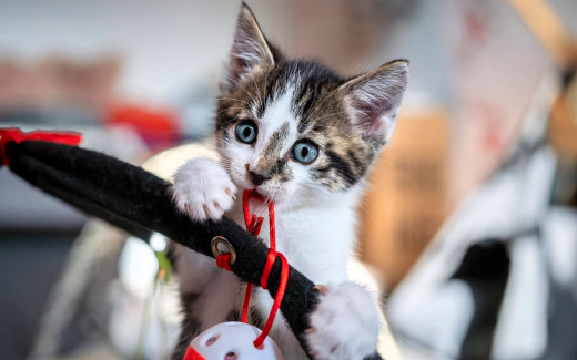 1755315 (a): :1920x1200